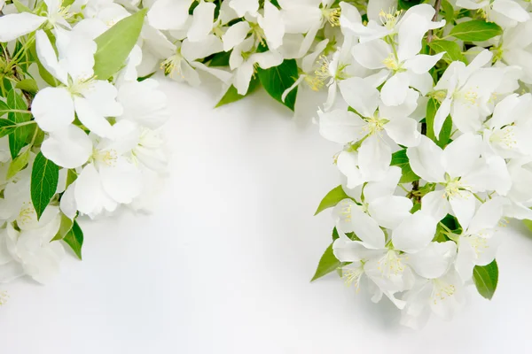 Vackra designer bakgrund med kvistar av blommande apple — Stockfoto