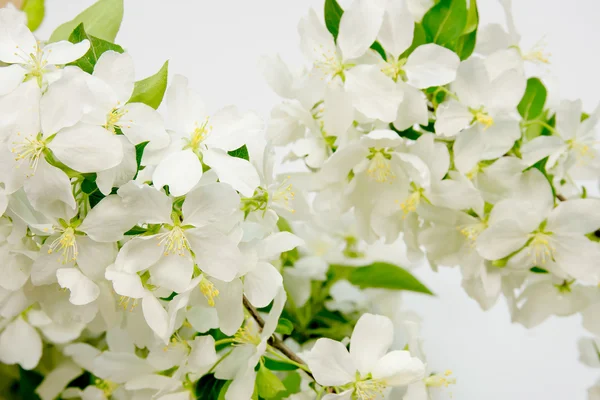 Beautiful designer background with the sprigs of flowering apple — Stock Photo, Image