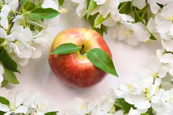 Hermoso fondo de diseñador con las ramitas de manzana floreciente — Foto de Stock