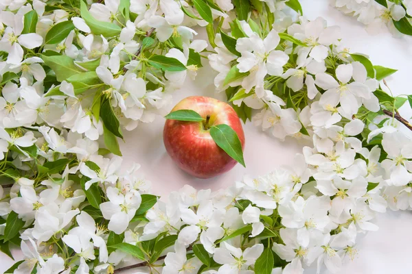Piękny projektant tła z gałązek kwiatowych jabłko — Zdjęcie stockowe