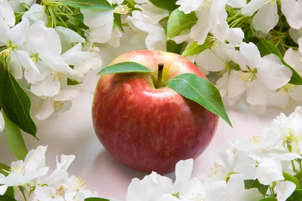 美丽设计器背景与开花苹果的小树枝 — 图库照片