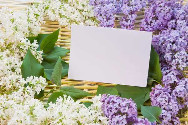 Sfondo designer dai ramoscelli di salice e fiori di lil — Foto Stock