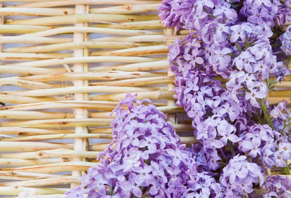 Designer bakgrund från kvistar av vide och blommor — Stockfoto