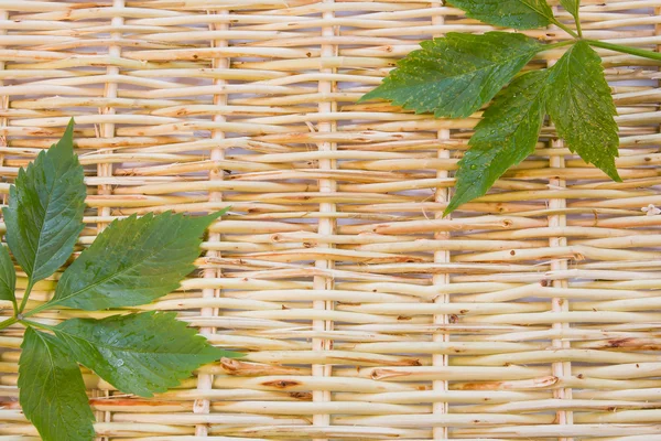 Designer-Hintergrund aus den Zweigen von Weiden und grünen Blättern — Stockfoto