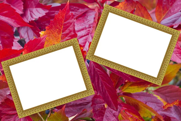 背景のデザインの範囲明るい秋の葉 — ストック写真