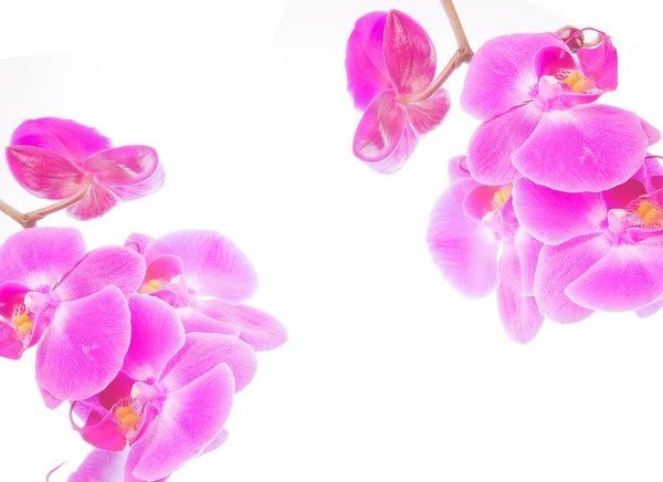 Flores de orquídea rosa sobre fondo blanco — Foto de Stock