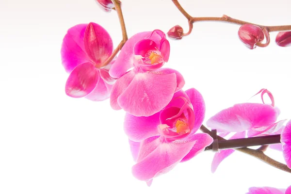 Blommor rosa orkidé på vit bakgrund — Stockfoto