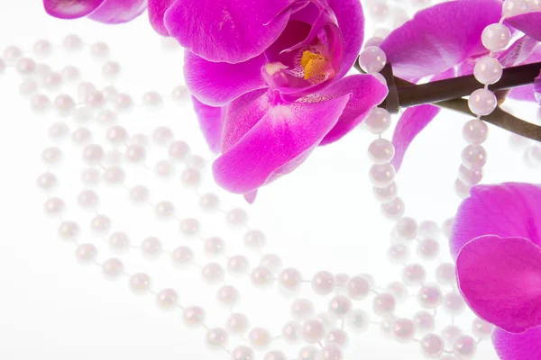 Květy růžové orchideje a korálky z bílých perel na bílé b — Stock fotografie