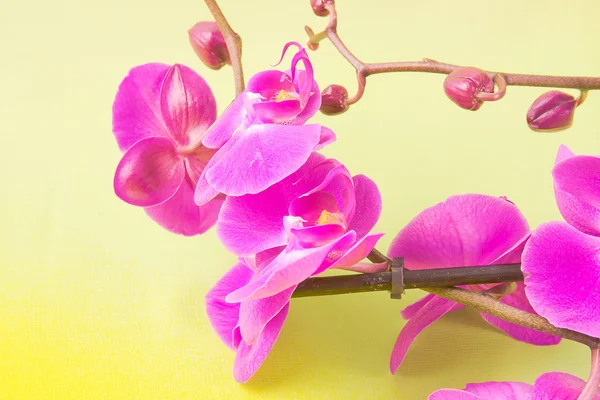 Bunga anggrek merah muda dengan latar belakang kuning — Stok Foto