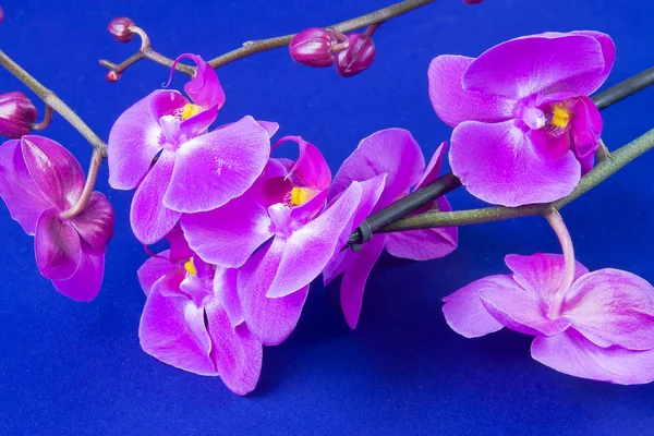 Flores de orquídea rosa sobre un fondo azul —  Fotos de Stock