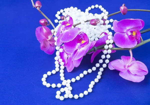 Las flores de la orquídea rosada y las cuentas de las perlas blancas sobre la ba azul — Foto de Stock