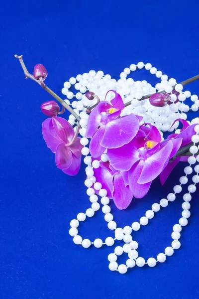 Flowers of pink orchid and beads from white pearls on a blue ba — Stock Photo, Image