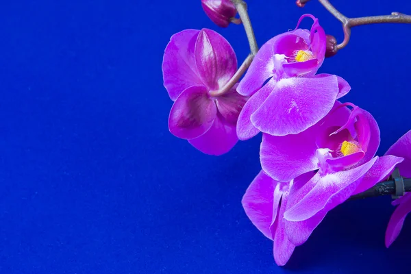 Flores de orquídea rosa sobre un fondo azul — Foto de Stock