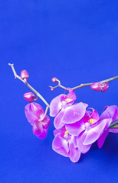 Flores de orquídea rosa sobre un fondo azul — Foto de Stock