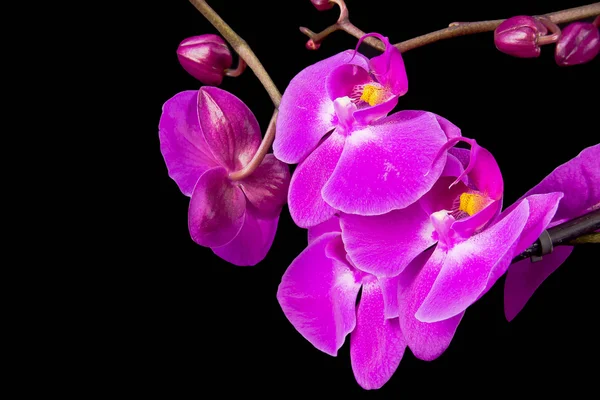 Flores de orquídea rosa sobre un fondo azul — Foto de Stock