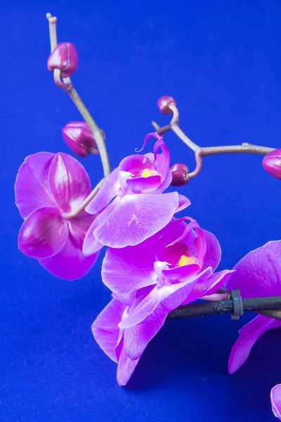 Flores de orquídea rosa sobre un fondo azul —  Fotos de Stock