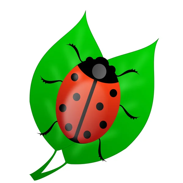Insect ladybird on green leaves — Stock Photo, Image