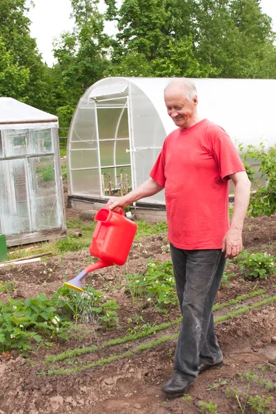 An elderly man works in a garden — Stock Photo, Image