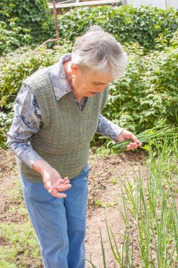yaşlı bir kadın taze soğan toplar