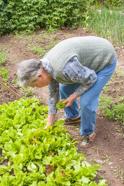 Женщина собирает урожай зеленого листового салата — стоковое фото