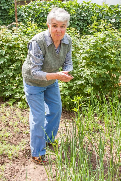 Пожилая женщина собирает весенний лук — стоковое фото