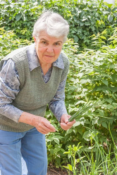 Una donna anziana raccoglie cipollotti — Foto Stock