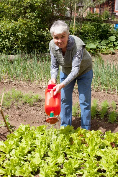 Una anciana vierte una regadera una cama con lechuga de hoja — Foto de Stock