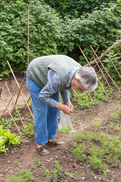 Una anciana toma la cosecha de eneldo —  Fotos de Stock