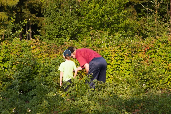 Grand-père avec un petit-enfant ramasser une framboise — Photo