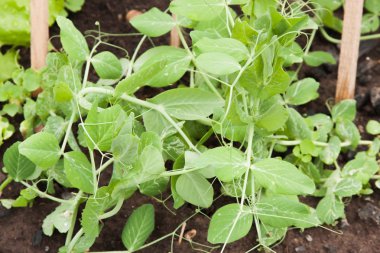 baklagiller bezelye yatağı üzerinde büyümek