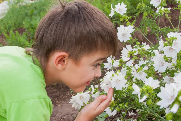 Um menino cheira flores em um suburbano — Fotografia de Stock