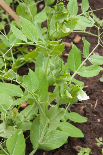 Leguminous peas grow on a bed — Stock Photo, Image