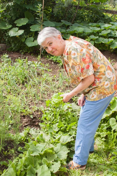 Eine ältere Frau sammelt Blattsalat vom Bett — Stockfoto
