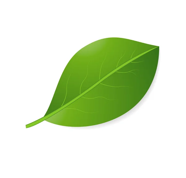 Groene blad op een witte achtergrond — Stockvector