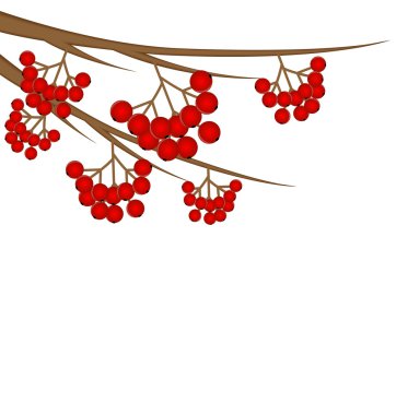 arka plan ile yaban kül berry Dalı