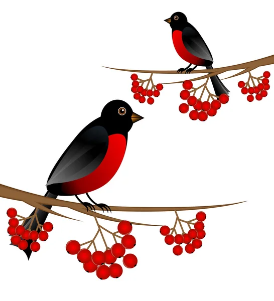 Branch tree with berry wild ash and bird bullfinch — Stock Vector