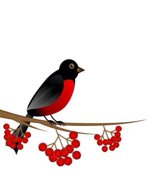 Branche avec frêne sauvage de baie et le bullfinch oiseau — Image vectorielle