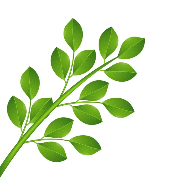Planten met groene bladeren — Stockvector