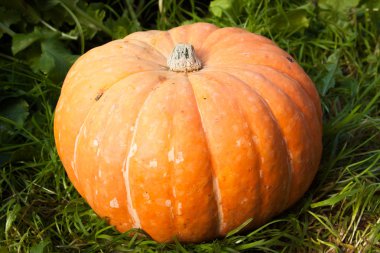 bir büyük sarı kabak 