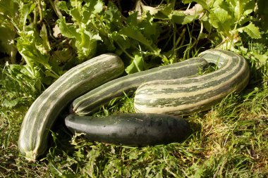 sebze iliği büyük hasat