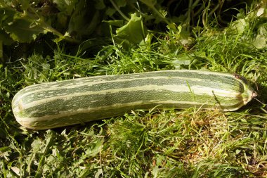 bir yeşil sebze iliği