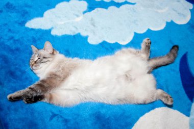 Lady-kedi Tay doğurmak