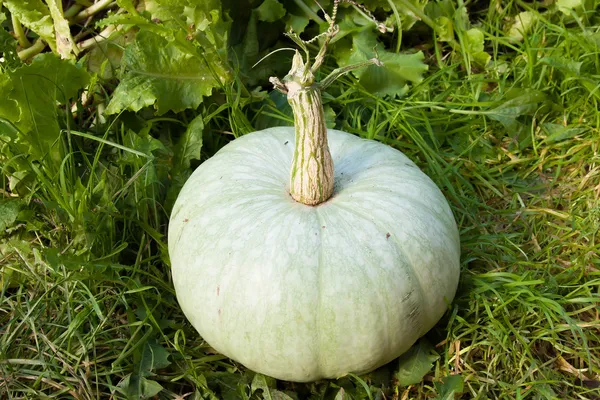 Una grande zucca verde — Foto Stock