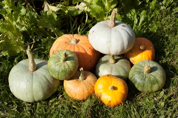 Il raccolto della zucca — Foto Stock