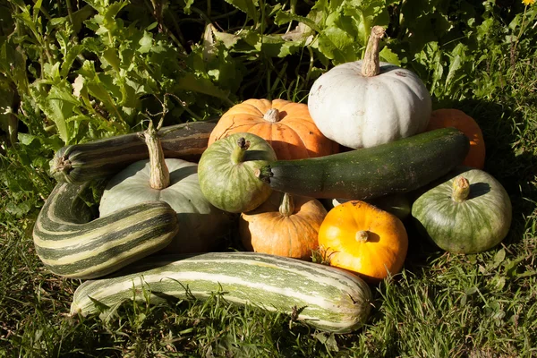 Cosecha de calabaza y calabazas —  Fotos de Stock