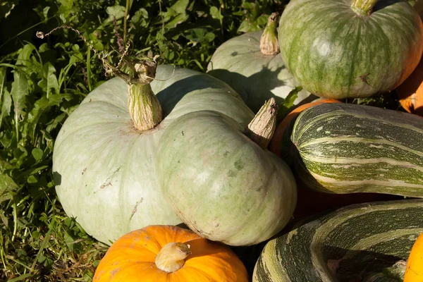 Cosecha de calabaza y calabazas —  Fotos de Stock