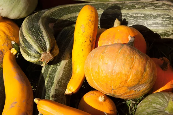 Cosecha de calabaza y calabazas —  Fotos de Stock