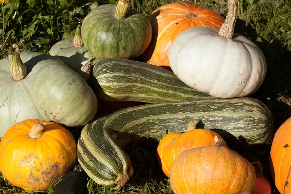 Cosecha de calabaza y calabazas —  Fotos de Stock