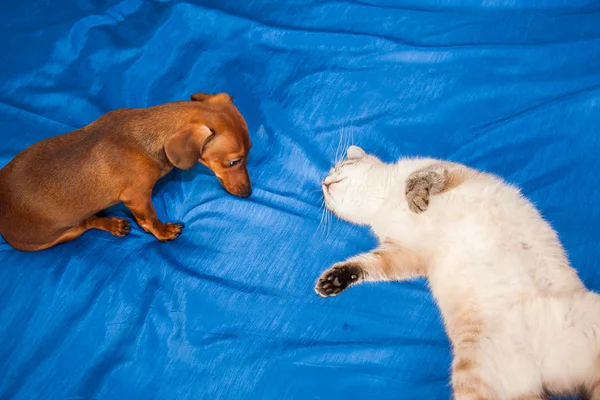 Lady-cat of the Thai breed and dog rate play — Stock Photo, Image