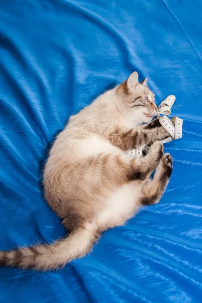 Lady-cat of the Thai breed plays — Stock Photo, Image